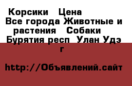 Корсики › Цена ­ 15 000 - Все города Животные и растения » Собаки   . Бурятия респ.,Улан-Удэ г.